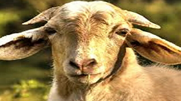 Het jaar van de geit 2015