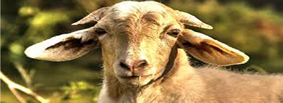 Het jaar van de geit 2015