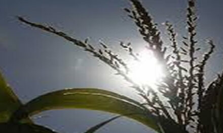 Hundreds Of Farmers Block Roads Protesting Monsanto’s GMO Crops