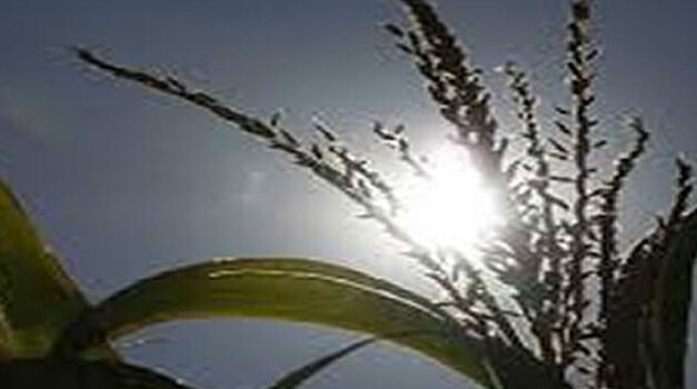 Hundreds Of Farmers Block Roads Protesting Monsanto’s GMO Crops