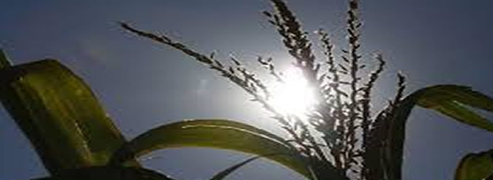 Hundreds Of Farmers Block Roads Protesting Monsanto’s GMO Crops