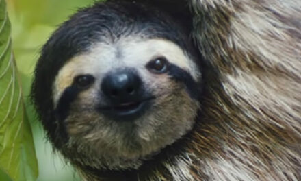 Costa Rica Is Freeing All Animals In Captivity