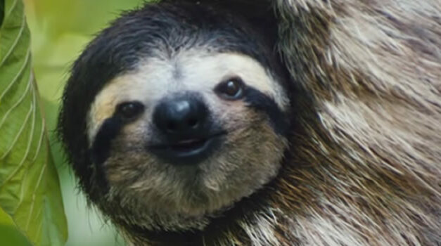 Costa Rica Is Freeing All Animals In Captivity