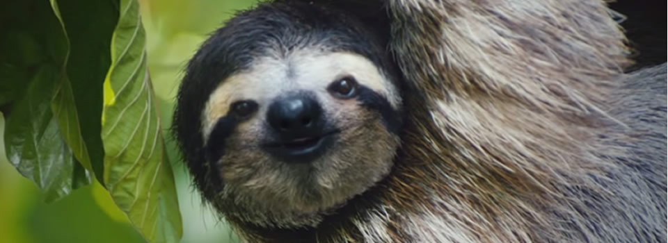 Costa Rica Is Freeing All Animals In Captivity