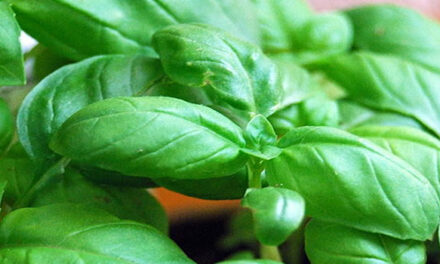 Basilicum uit zee. Deze Italiaanse vader en zoon verbouwen groente onder water