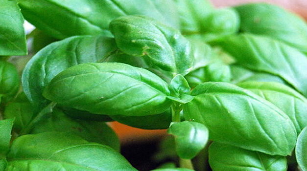 Groene keukenkruiden als geneesmiddel