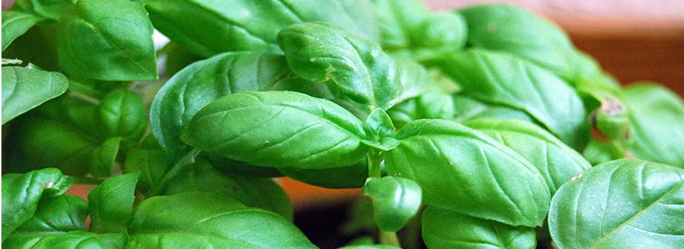 Basilicum uit zee. Deze Italiaanse vader en zoon verbouwen groente onder water