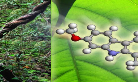Chemical Found In Ayahuasca May Be Able To Completely Reverse Diabetes
