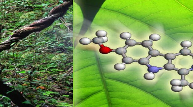 Chemical Found In Ayahuasca May Be Able To Completely Reverse Diabetes
