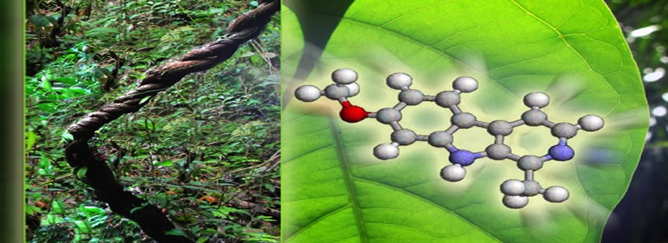 Chemical Found In Ayahuasca May Be Able To Completely Reverse Diabetes