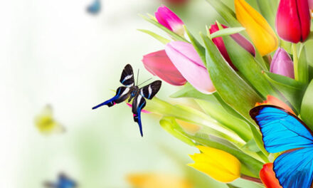 Hoe je het onderbewustzijn kunt programmeren