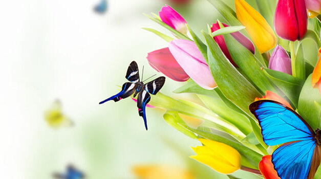 Hoe je het onderbewustzijn kunt programmeren