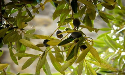 This Simple Leaf Prevents Stroke, Hypertension, Diabetes, Alzheimer’s, and More