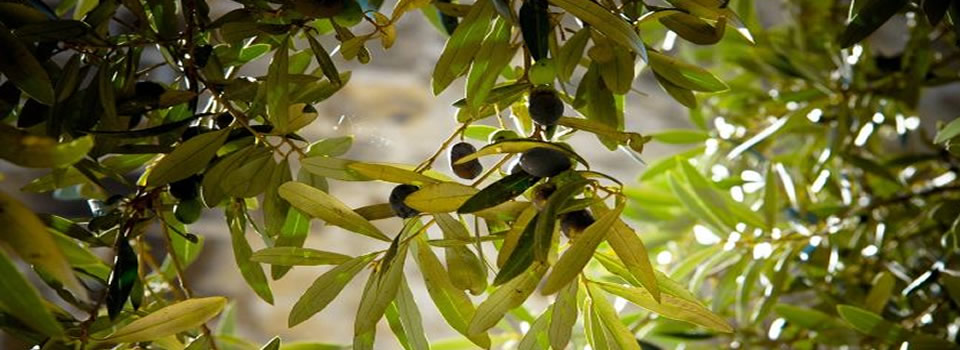 This Simple Leaf Prevents Stroke, Hypertension, Diabetes, Alzheimer’s, and More