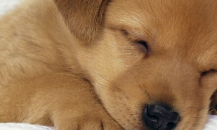 Hond kijkt en luistert om emoties van mensen te herkennen