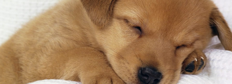 Hond kijkt en luistert om emoties van mensen te herkennen