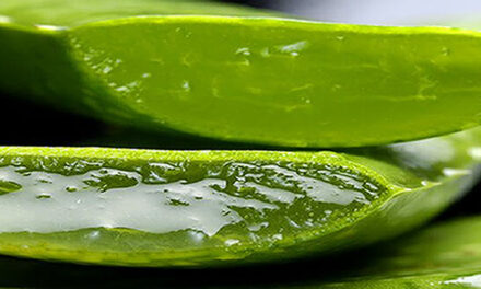 Why Egyptians Called It Aloe Vera The Plant Of Immortality