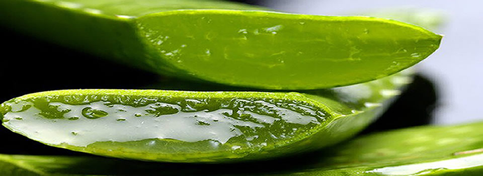 Why Egyptians Called It Aloe Vera The Plant Of Immortality