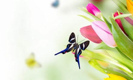 Abraham Hicks How to Heal everything