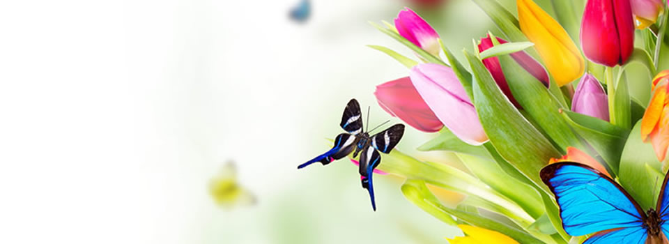 Tegenlicht Kort: Hoe geven we Europa opnieuw vorm?