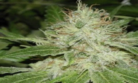 THE TRUTH ABOUT MARIJUANA’S BIGGEST KEPT SECRET – Teeka Tiwari