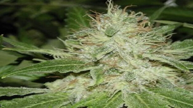 Round Table: Cannabis Against Cancer