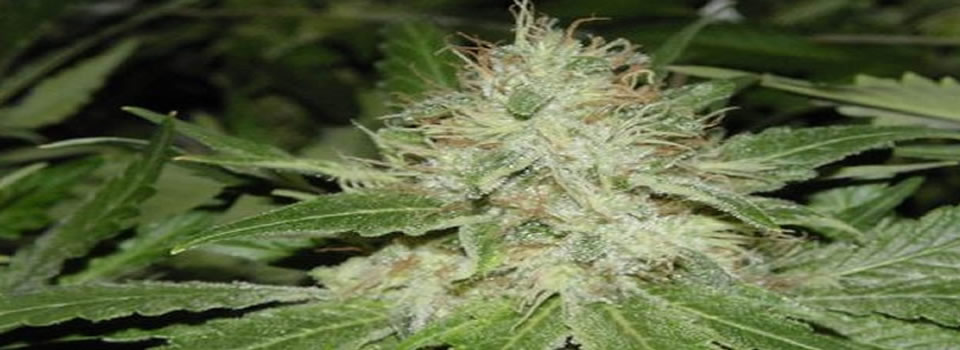 THE TRUTH ABOUT MARIJUANA’S BIGGEST KEPT SECRET – Teeka Tiwari