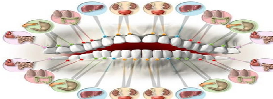 Each Tooth Is Associated With Organ In The Body!