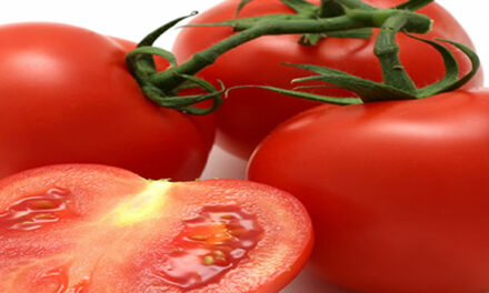 Tomaten als remedie voor spataderen