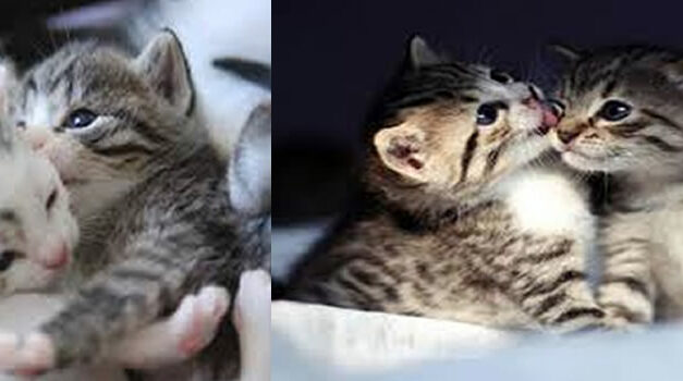 The SECRET SOUL MISSION Of Cats Is Revealed