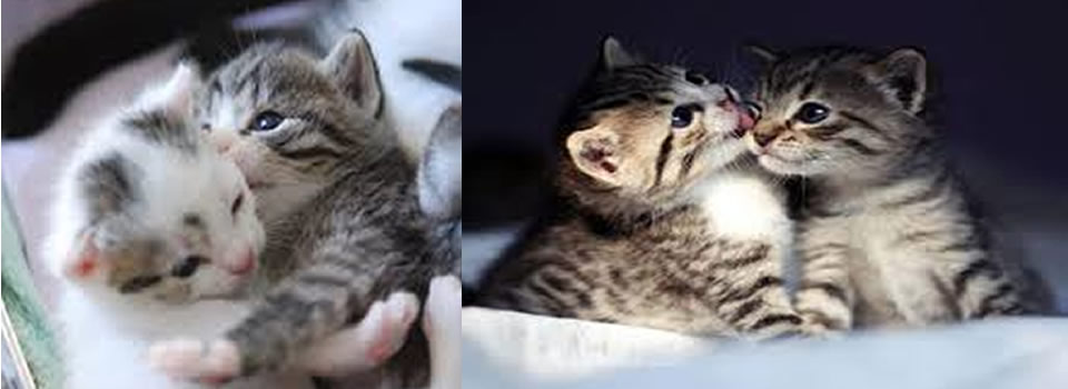 The SECRET SOUL MISSION Of Cats Is Revealed