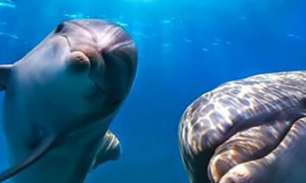 Bottlenose Dolphin Rescue