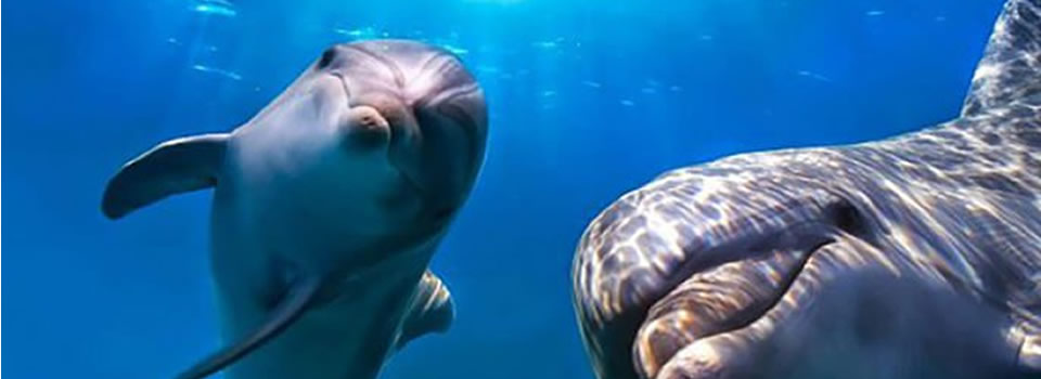 Bottlenose Dolphin Rescue