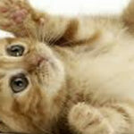 Cats Diary, zo grappig….