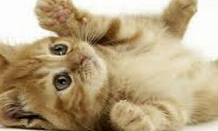 Wat geef jij je hond of kat te eten?