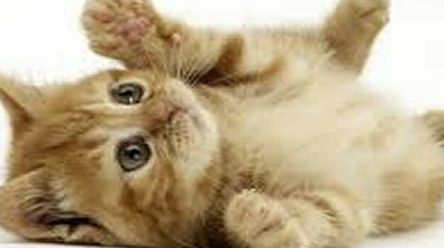 I Taught My Cat to Play Mozart