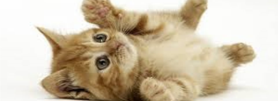 Cats Diary, zo grappig….