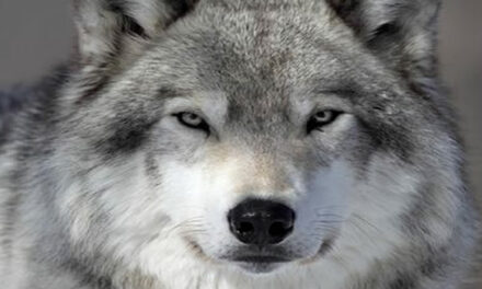 Interview with Akiane Kramarik, Happy Conscious