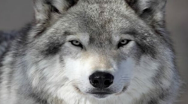 Morphic Fields and Family Constellations