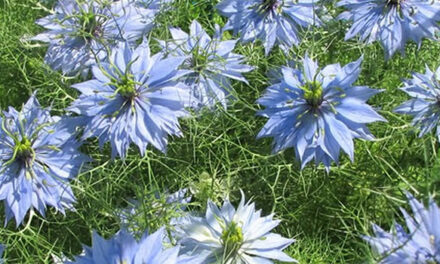 Wat de Natuur ons spiegelt