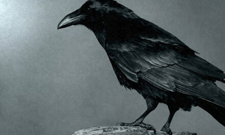 Het geheime leven van kraaien