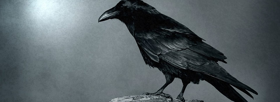 Het geheime leven van kraaien