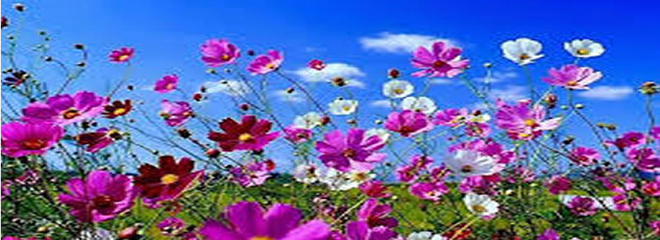 Thomas Sowell: Common Sense in a Senseless World