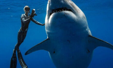 Diving in open water with Great White Sharks