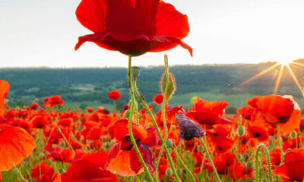 The Beauty of Remembrance – Matt Kahn