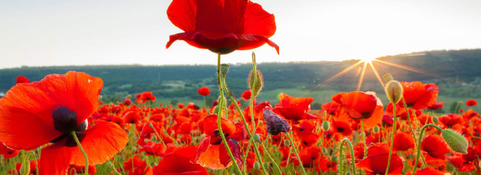 The Beauty of Remembrance – Matt Kahn