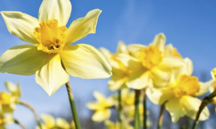 Johan Denis ‘Germaanse Geneeskunde is de bevrijding’