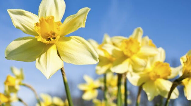Johan Denis ‘Germaanse Geneeskunde is de bevrijding’