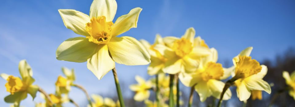 Johan Denis ‘Germaanse Geneeskunde is de bevrijding’