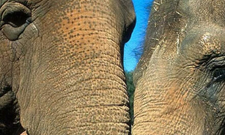 De liefde tussen olifanten